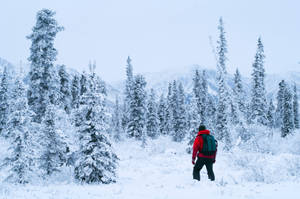 Winter Season Man In Red Jacket Wallpaper