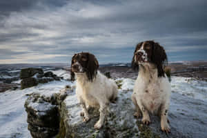 Winter_ Spaniels_ On_ Highland Wallpaper