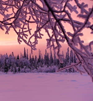 Winter Sun Peeking Through The Snow-covered Trees Wallpaper