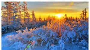 Winter Sun Shining Over Snow-covered Landscape Wallpaper