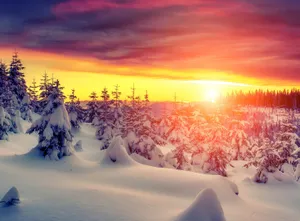 Winter Sun Shining Through Snow-covered Trees Wallpaper