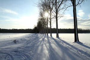 Winter Sunrise Path Tilburg Wallpaper