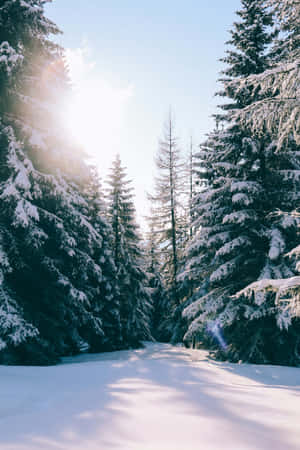 Winter Sunrise Snowy Forest Path.jpg Wallpaper