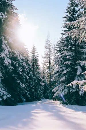 Winter Sunrise Snowy Forest Path.jpg Wallpaper