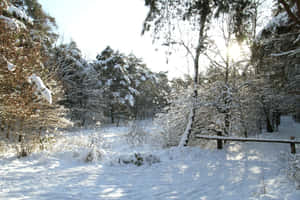 Winter Sunrisein Tilburg Forest.jpg Wallpaper