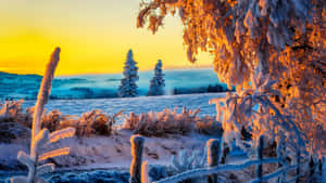 Winter Sunset: A Snowy Landscape Bathed In The Warm Glow Of The Setting Sun Wallpaper