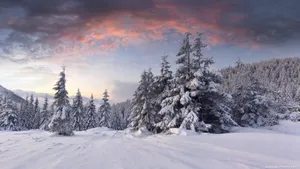 Winter_ Sunset_ Forest_ Snowscape.jpg Wallpaper