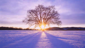 Winter Sunset Over Snowy Landscape Wallpaper