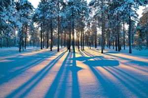 Winter Sunset Shadows.jpg Wallpaper