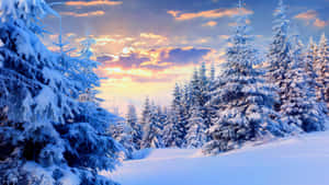 Winter_ Sunset_ Snowy_ Forest_ Scene.jpg Wallpaper