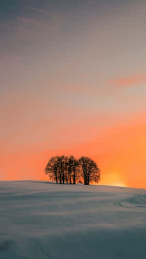 Winter Sunset Tree Silhouette Wallpaper