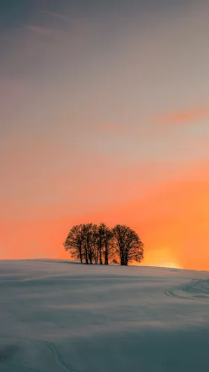 Winter Sunset Tree Silhouette Wallpaper