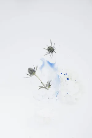 Winter Thistlein Snow.jpg Wallpaper