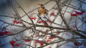 Winter Thrush Among Berries Wallpaper