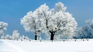 Winter Trees 1920 X 1080 Wallpaper Wallpaper