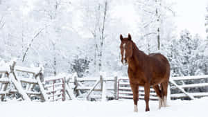 Winter Wonderland - A Majestic Animal Amidst The Snowy Landscape Wallpaper