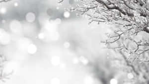 Winter Wonderland Bokeh.jpg Wallpaper