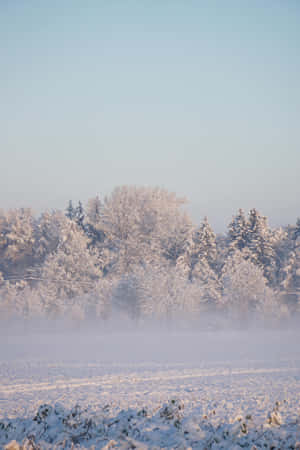 Winter Wonderland Frosty Trees.jpg Wallpaper