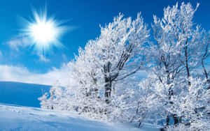 Winter Wonderland Season Sunny Clear Sky Wallpaper
