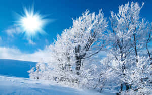 Winter Wonderland Sun Shine Desktop Wallpaper