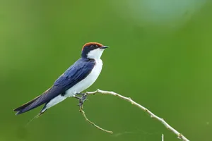 Wire Perched Swallow Green Background Wallpaper