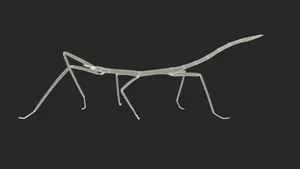 Wireframe Walkingstick Insect Wallpaper