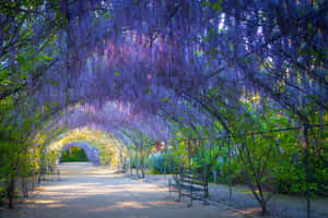 Wisteria Arbor Adelaide Botanic Garden Wallpaper