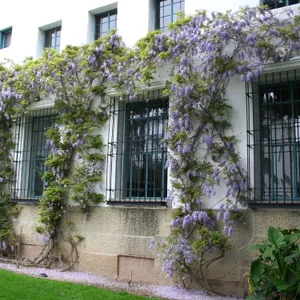 Wisteria Covered Building Facade Wallpaper