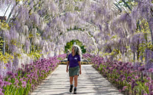 Wisteria Tunnel Walk Wallpaper