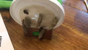 Witness The Amazing Transformation Of A Caterpillar Into A Butterfly Wallpaper