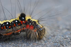 Witness The Amazing Transformation Of A Caterpillar Into A Butterfly Wallpaper