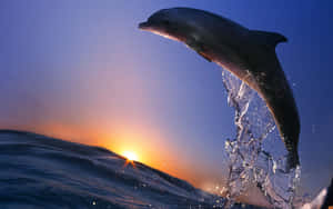 “witness The Beauty Of A Dolphin Sunset” Wallpaper