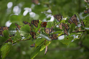 Witness The Breathtaking Beauty Of A Butterfly Migration Wallpaper