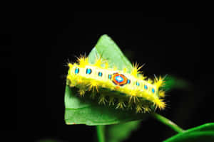 Witness The Caterpillar Transformation Into A Fluttering Orange Butterfly Wallpaper