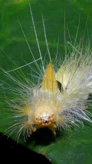 Witness The Magic Of Caterpillar Transformation Wallpaper