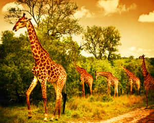 Witness The Magnificence Of African Wildlife In The Savanna. Wallpaper