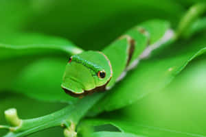 Witness The Miraculous Transformation Of A Caterpillar Into A Monarch Butterfly. Wallpaper