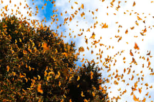 Witness The Remarkable Sight Of Butterfly Migration Wallpaper