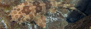 Wobbegong Shark Camouflage Wallpaper