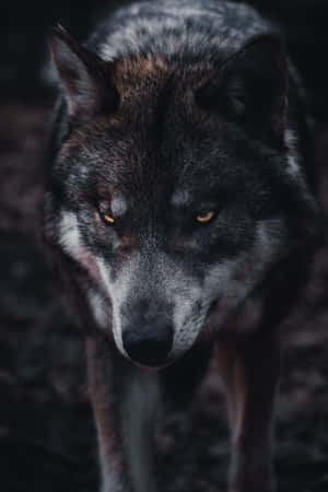 Wolf Aesthetic Black Wolf Wallpaper