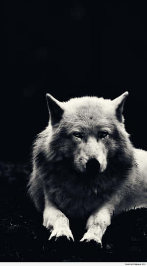 Wolf Aesthetic Resting Black Background Wallpaper