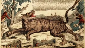 Wolf Attack In The Wild Wallpaper