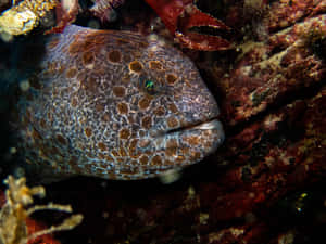 Wolf Eel Close Up Portrait Wallpaper