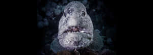 Wolf Eel Close Up Portrait Wallpaper