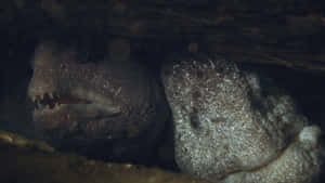 Wolf Eel Hiding Under Rock Wallpaper