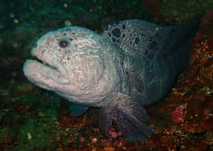 Wolf Eel Underwater Portrait Wallpaper