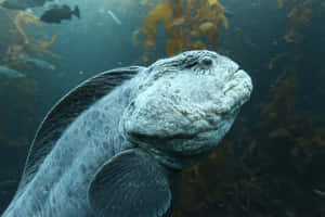 Wolf Eel Underwater Portrait Wallpaper