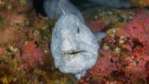 Wolf Eel Underwater Portrait Wallpaper