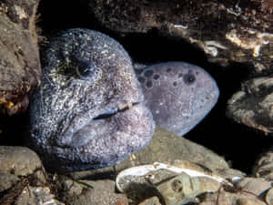 Wolf Eels Hiding Under Rocks Wallpaper