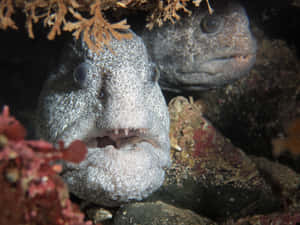 Wolf Eels Hiding Underwater Wallpaper